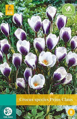 5 stuks - JUB - Crocus Prins Claus 15 bollen