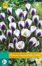 5 stuks - JUB - Crocus Prins Claus 15 bollen