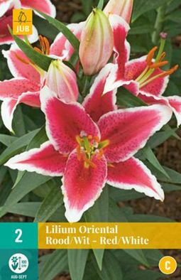 JUB - Lilium oriental Red/White