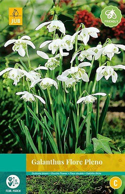 3 stuks - JUB - Galanthus Flore Pleno 5 bollen