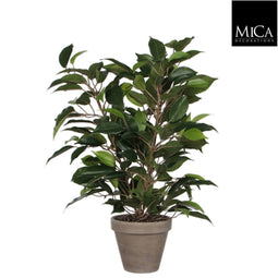 Mica Decorations-e - 6 stuks! Ficus natasja groen in pot stan grijs d11,5 cm h40xd30 cm Mica Deco...