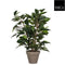 Mica Decorations-e - 6 stuks! Ficus natasja groen in pot stan grijs d11,5 cm h40xd30 cm Mica Deco...