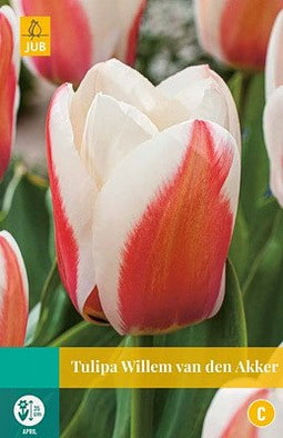 JUB - Tulipa Willem van den Akker