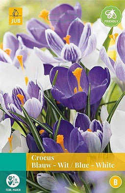 5 stuks - JUB - Crocus blauw/wit 12 bollen