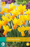 5 stuks - JUB - Narcissus Jetfire 4 bollen