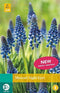 5 stuks - JUB - Muscari Night Eyes 8 bollen
