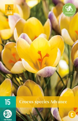 JUB - Crocus Advance