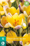 JUB - Crocus Advance