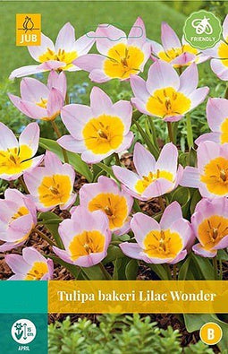 5 stuks - JUB - Tulipa bakeri Lilac Wonder 8 bollen