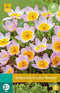 5 stuks - JUB - Tulipa bakeri Lilac Wonder 8 bollen