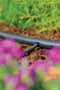 Hozelock - Slangverbindingsstuk dia. 4 mm