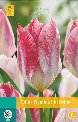 3 stuks - JUB - Tulipa Flaming Purissima 8 bollen
