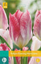 3 stuks - JUB - Tulipa Flaming Purissima 8 bollen