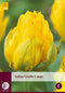 JUB - Tulipa Vanille Coupe