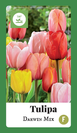 2 stuks - JUB - Tulipa Darwin hybride mix 40 bollen