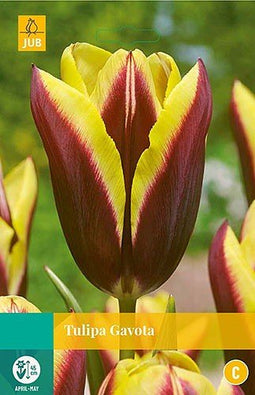 3 stuks - JUB - Tulipa Gavota 8 bollen