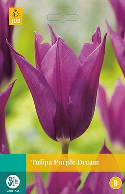 5 stuks - JUB - Tulipa Purple Dream 5 bollen