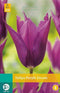 5 stuks - JUB - Tulipa Purple Dream 5 bollen