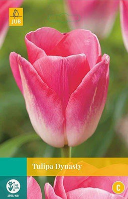 3 stuks - JUB - Tulipa Dynasty 8 bollen