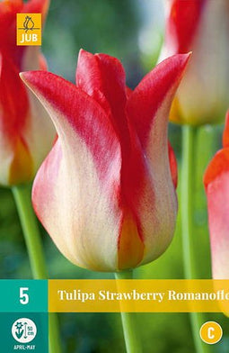 JUB - Tulipa strawberry romanoff