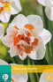 JUB - Narcissus Replete