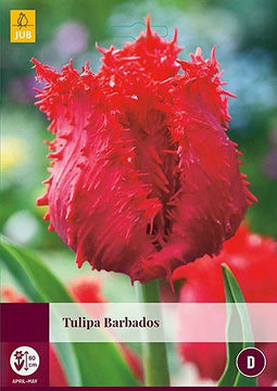 3 stuks - JUB - Tulipa Barbados 4 bollen