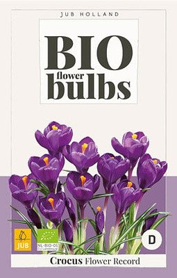 JUB - Crocus Flower Record - bio