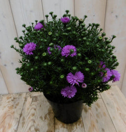 Warentuin Natuurlijk - Grote herfstaster roze