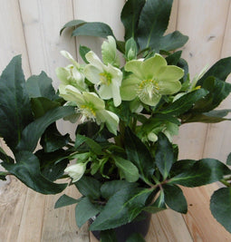 Warentuin Natuurlijk - Kerstroos wit groot