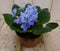 Warentuin Natuurlijk - 2 stuks! Kamerplant Kaaps viool blauw