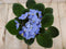 Warentuin Natuurlijk - 2 stuks! Kamerplant Kaaps viool blauw