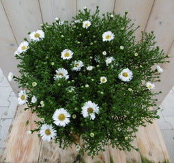Warentuin Natuurlijk - Grote herfstaster wit