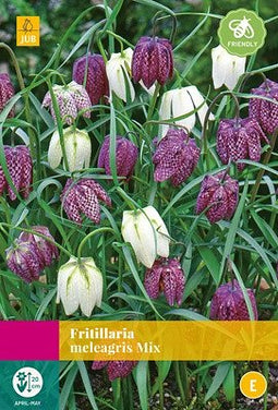 JUB - Fritillaria meleagris Mix