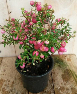 Warentuin Natuurlijk - Sneeuwbes Pernettya roze
