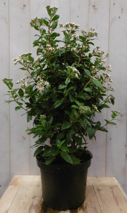 Warentuin Natuurlijk - Viburnum Tinus 80 cm
