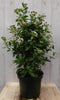 Warentuin Natuurlijk - Viburnum Tinus 80 cm