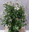 Warentuin Natuurlijk - Viburnum Tinus 80 cm