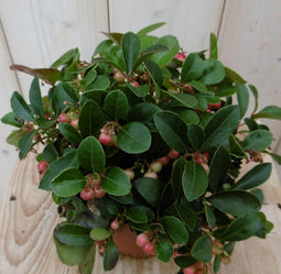 Warentuin Natuurlijk - 3 stuks! Gaultheria