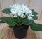 Warentuin Natuurlijk - 2 stuks! Kamerplant Kaaps viool wit