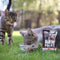 RAW PALEO Adult Cat Gesteriliseerd Rundvlees - nat kattenvoer - 100 g