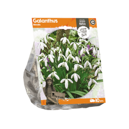 3 stuks - Baltus - Galanthus Nivalis per 10