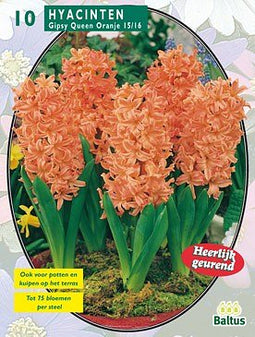 2 stuks - Baltus - Hyacinth Gipsy Queen per 10