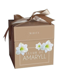 2 stuks - JUB - Fleur D'Amaryll White 1 bollen