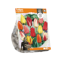 3 stuks - Baltus - Tulipa Greigii Mixed per 10