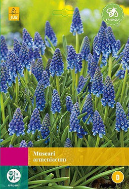 3 stuks - JUB - Muscari armeniacum 40 bollen