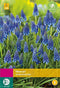 3 stuks - JUB - Muscari armeniacum 40 bollen