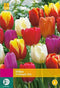 2 stuks - JUB - Tulipa Triumph mix 20 bollen