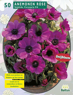 2 stuks - Baltus - Anemone Sylphide per 50