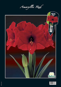 2 stuks - Baltus - Amaryllis, Rood (Steeketiket)