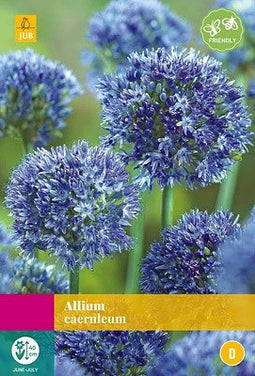 JUB - Allium caeruleum